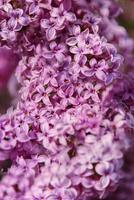 fermer de lilas fleurs. magnifique lilas fleurs branche sur une vert arrière-plan, Naturel printemps Contexte. floral texture. doux sélectif se concentrer. photo