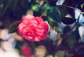 fleur de camélia rose sur un arrière-plan flou photo