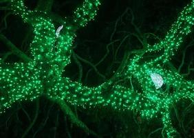 tronc d'arbre en éclairage vert contre le ciel nocturne photo