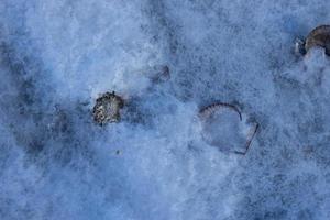 coquilles Saint-Jacques sur fond de glace blanche photo