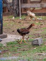 poulet animal domestique photo