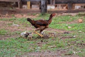 poulet animal domestique photo