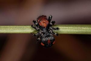 petite araignée sauteuse photo