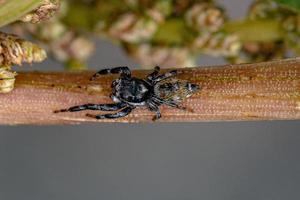 araignée sauteuse mâle adulte