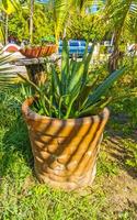 tropical exotique vert ornemental plante fleur dans Mexique. photo