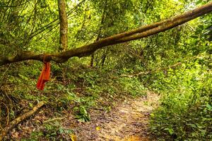 tropical jungle forêt randonnée les sentiers la nature Montagne chiang mai Thaïlande. photo