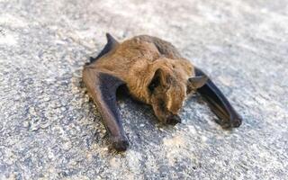 mort chauve souris sur le sol dans puerto escondido Mexique. photo