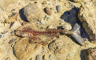 mort poisson mangé une façon sur le plage dans Mexique. photo