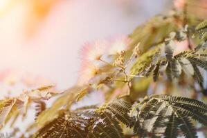 albizia julibrissin avec vert feuilles et rose duveteux fleurs - aussi nommé persan soie arbre ou rose soie arbre. sélectif se concentrer. photo