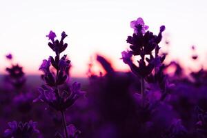 lavande fleur champ fermer sur coucher de soleil, Frais violet aromatique fleurs pour Naturel Contexte. conception modèle pour mode de vie illustration. violet lavande champ dans Provence, France. photo