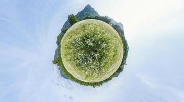 camomille champ panorama. blanc Marguerite fleurs dans grand champ de luxuriant vert herbe à le coucher du soleil. 360 peu planète panorama. camomille fleurs champ. nature, fleurs, printemps, la biologie, faune concept photo