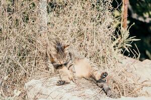 une mignonne content gris tigré chaton mensonges et repose sur le sol de le parc dans le des rayons de lumière du soleil, regards à le caméra, se tortille ses oreilles et jouit le Matin Soleil. photo