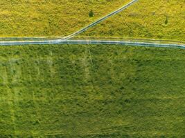 aérien vue sur vert blé champ et route dans campagne. champ de blé soufflant dans le vent sur le coucher du soleil. Jeune et vert épillets. oreilles de orge surgir dans la nature. agronomie, industrie et nourriture production photo