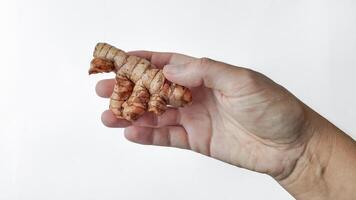 caucasien main en portant Frais gingembre racine photo