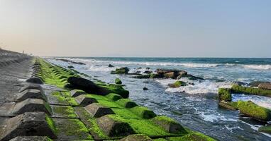 serein le coucher du soleil sur rocheux algues recouvert littoral photo