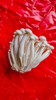 vibrant blanc enoki champignons sur rouge métallique Contexte photo