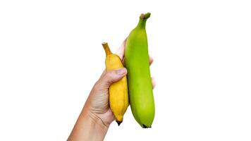 en bonne santé nutrition, main tenir mûr banane avec vert banane plantain photo