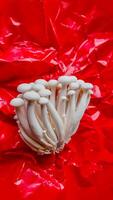 blanc enoki champignons sur rouge culinaire Contexte photo