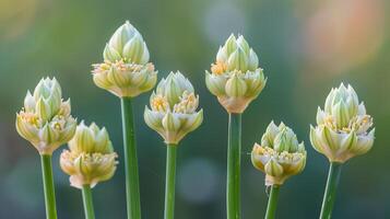 ai généré épanouissement sauvage poireau fleurs dans divers étapes de leur la vie cycle photo