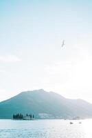 mouette monte en flèche dans le ciel plus de le baie de kotor avec le île de st. George dans le Contexte. Monténégro photo