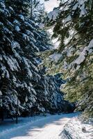 tour de une neigeux route dans une conifère forêt photo