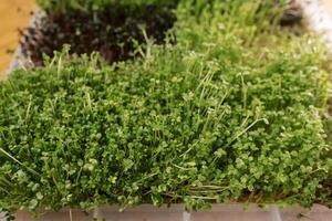 Jeune Frais moutarde et Roquette microgreens croissance dans une blanc récipient photo