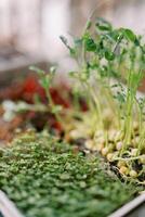 grand microgreen pois choux croissance suivant à Roquette dans une boîte photo