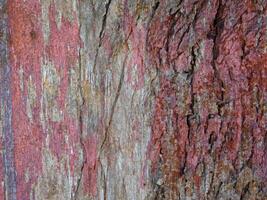 texture du bois à l'extérieur dans le jardin photo