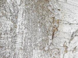 texture de arbre tronc en plein air dans le jardin photo