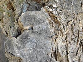 texture de tronc d'arbre photo