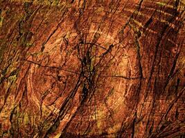 texture bois brun foncé photo