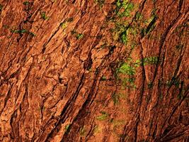 texture bois brun foncé photo