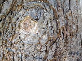texture de tronc d'arbre photo