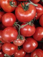 tomates du jardin photo