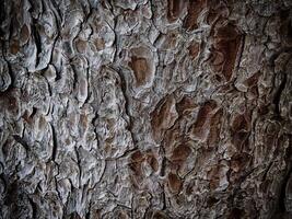 texture bois sombre dans le jardin photo