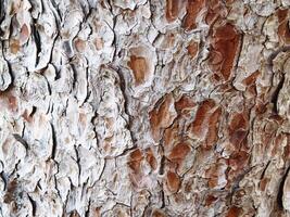 texture de tronc d'arbre photo