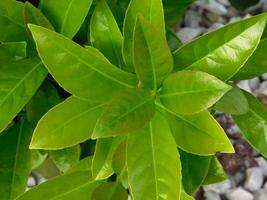 plante dans le jardin photo