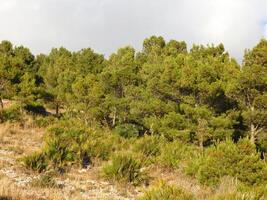 arbre dans le jardin photo