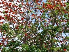 arbre dans le jardin photo