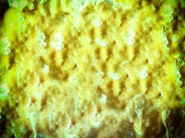 texture de Jaune pierre dans le jardin photo