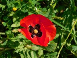 fleur dans le jardin photo