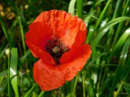 fleur dans le jardin photo