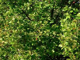 plante dans le jardin photo