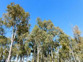 arbres dans le jardin photo