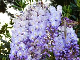 fleur dans le jardin photo