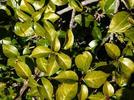 plante dans le jardin photo