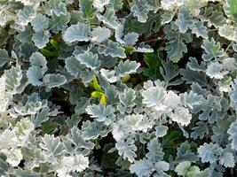 plante dans le jardin photo