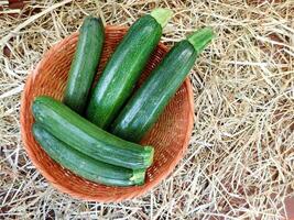 Zucchini dans le jardin photo