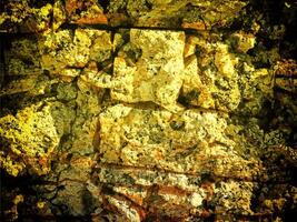 texture de Jaune pierre dans le jardin photo