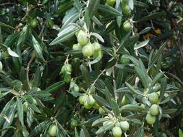 olive arbre Extérieur photo